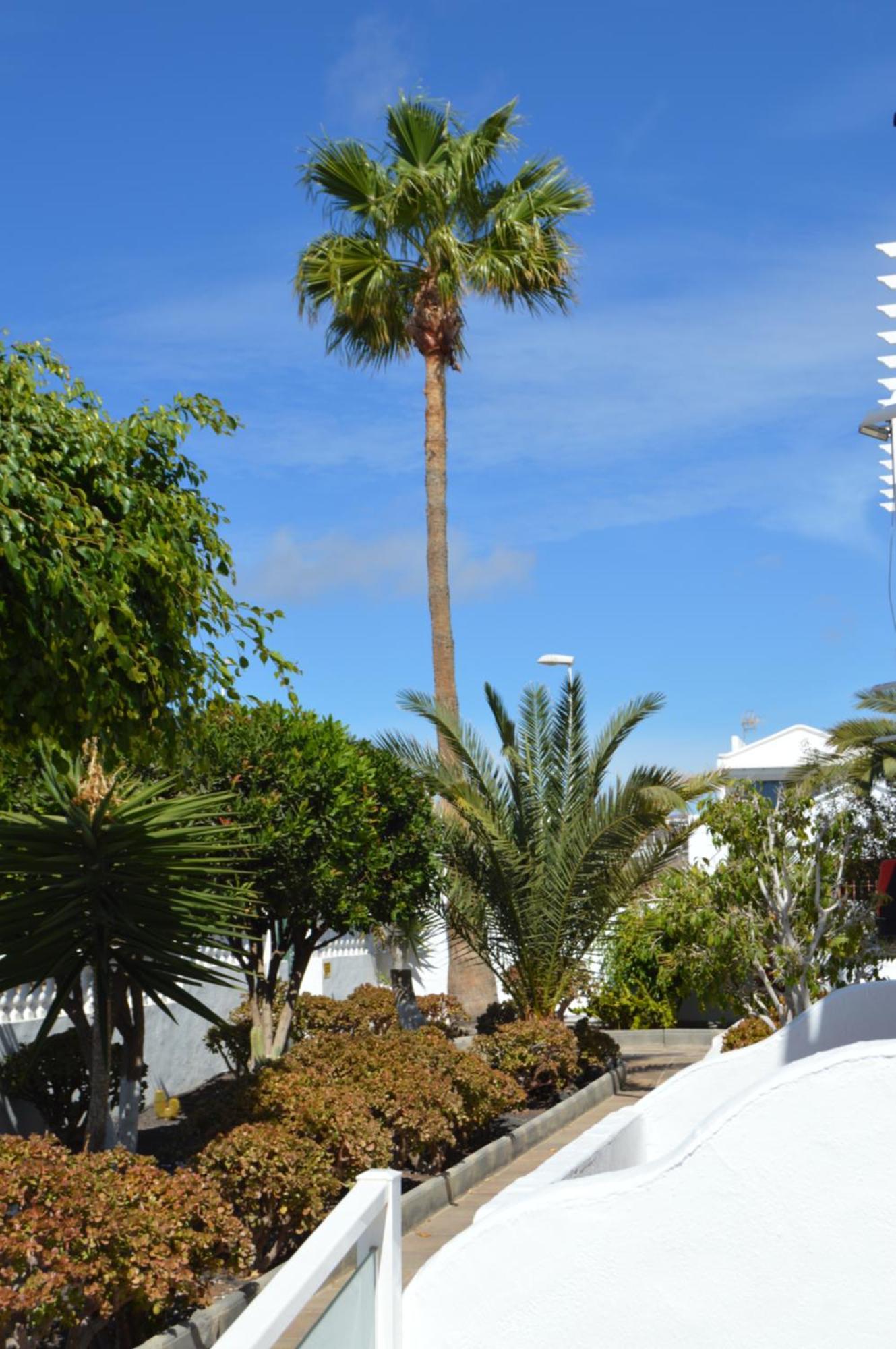 Lava Teneguia, 5 Guests In 2 Bedrooms Puerto del Carmen  Eksteriør billede